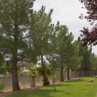 A serene park scene with lush green grass, tall trees, and a fence in the background.