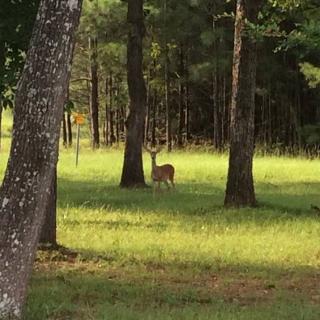 A deer stands among the trees in a sunny forest clearing.