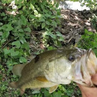 A freshly caught bass held against a backdrop of lush greenery.