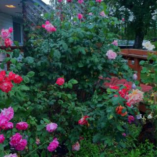 A lush garden filled with vibrant, blooming roses and rich greenery.