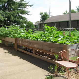 A lush vegetable garden with raised beds, showcasing a variety of plants on a sunny day.