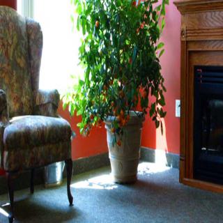 A cozy living room corner with an armchair, a large potted plant, and a fireplace.