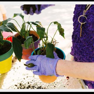 A person repotting houseplants while wearing gloves.