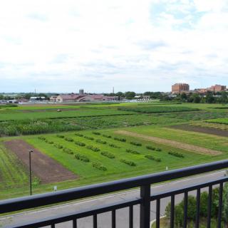 A view of expansive agricultural fields from a balcony, with buildings in the background.
