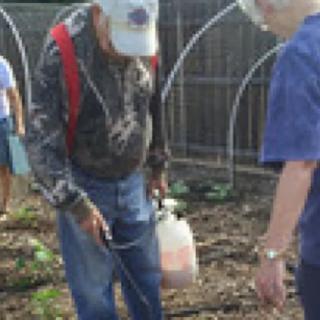People working together in a garden, using a spray bottle.