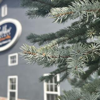 A close-up of evergreen branches in front of a gray building.