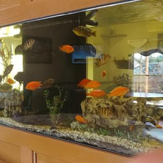 A vibrant aquarium filled with various tropical fish swimming in clear water.