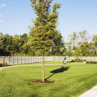 A well-maintained grassy lawn with a young tree and a fence in a sunny park setting.