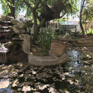 A serene garden featuring a small pond surrounded by rocks and lush greenery.