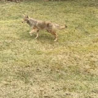 A coyote roaming in an open grassy area.