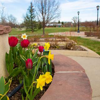 A colorful display of red tulips and yellow daffodils in a park setting, signaling the arrival of spring.