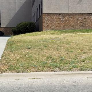 A view of a grassy area adjacent to a building, featuring a sidewalk.