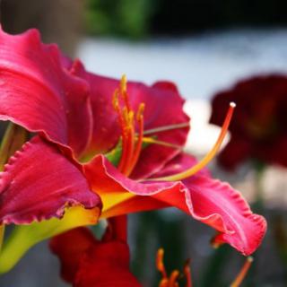 A vibrant pink daylily in full bloom, showcasing its delicate petals and vivid colors in a garden setting.