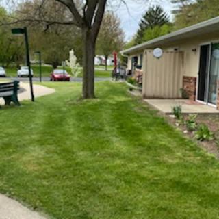 A well-maintained suburban lawn with a tree, next to a house and sidewalk.