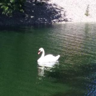 A serene swan gliding gracefully across the calm water.