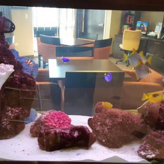 An aquarium with colorful corals and fish swimming among them.