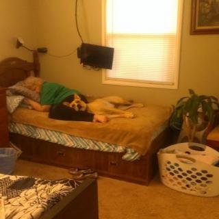A bedroom with a person and a dog resting on the bed.