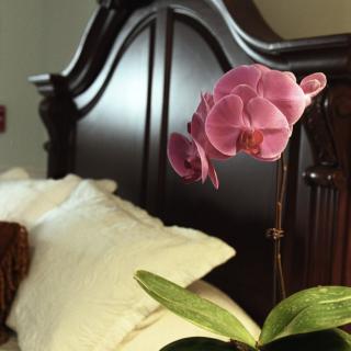 A vibrant orchid adds a touch of elegance to the bedroom decor.