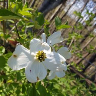 A serene white dogwood flower blooming in a lush forest setting.