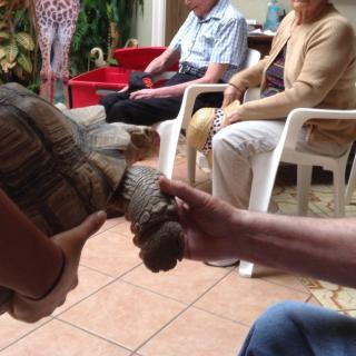 A group of people interacting with a tortoise indoors.
