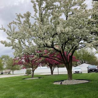 A serene spring landscape featuring blossoming trees with vibrant white and pink flowers against a lush green lawn.