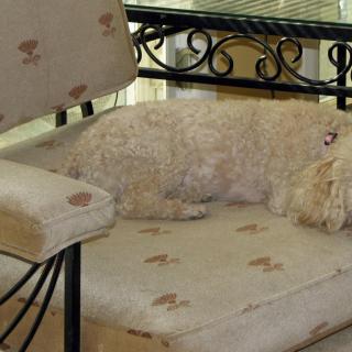 A dog resting on a patterned sofa indoors.