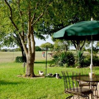 A serene outdoor space featuring a green umbrella, a table and chairs set up under the trees, surrounded by lush grass and greenery.