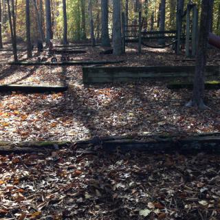 Sunlit forest with fallen leaves and wooden steps leading uphill.