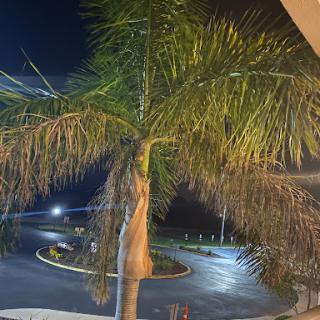 A palm tree illuminated at night, standing beside a quiet circular roadway.