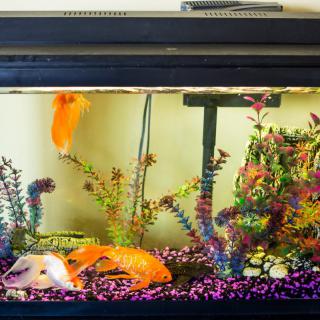 A colorful aquarium with goldfish, plants, and decorative elements.