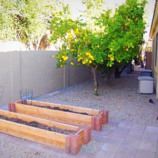 A sunny backyard with planter boxes, a tree, and a fence.