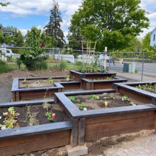A community garden featuring multiple raised beds with young plants and vegetables.