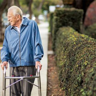 An elderly man using a walker while strolling along a sidewalk lined with hedges.