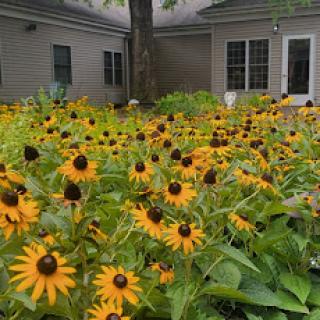 A vibrant garden filled with blooming yellow flowers, creating a cheerful outdoor atmosphere.