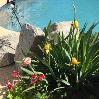 A vibrant garden with yellow and red flowers beside a peaceful pool.