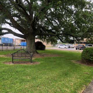 A serene park area featuring a large tree and a bench for relaxation.
