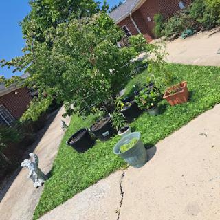 A sunny garden scene with various potted plants arranged on the grass.