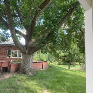 A serene view of a large tree beside a cozy house, surrounded by lush green grass.