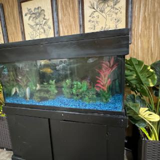 A beautifully arranged aquarium featuring lush plants and vibrant blue gravel.