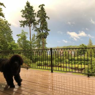 A poodle stands on a wooden deck overlooking a garden with tall trees and a cloudy sky.