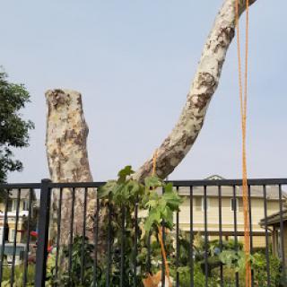 A tall tree with a prominent branch reaching over a fence, surrounded by greenery.
