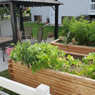 A backyard with raised wooden garden beds filled with plants, beside a patio area with chairs and a pergola.