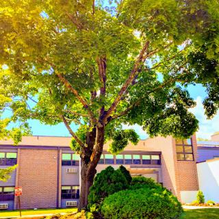 A vibrant tree stands in front of a modern building, basking in the sunlight.