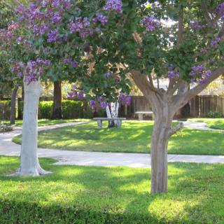 A serene park with lush green grass, blossoming trees, and winding pathways.