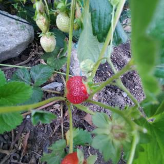 A ripe strawberry growing among unripe ones in a garden.