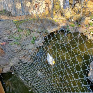 A view of a section of netting above a body of water, with leaves and debris scattered nearby.