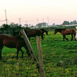 Horses grazing peacefully in a vibrant green field during sunset.