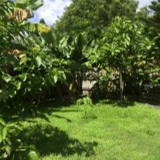 A lush garden filled with various trees and vibrant greenery under a sunny sky.
