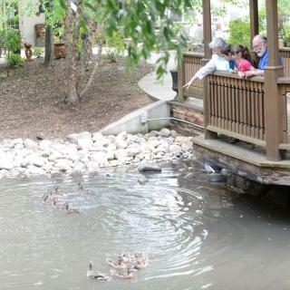 A family enjoys feeding ducks at a pond from a wooden gazebo.