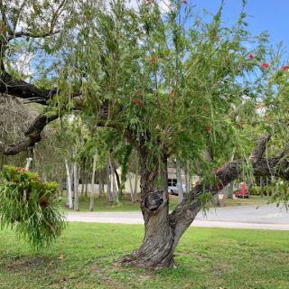 A lush green tree framed by a bright blue sky.